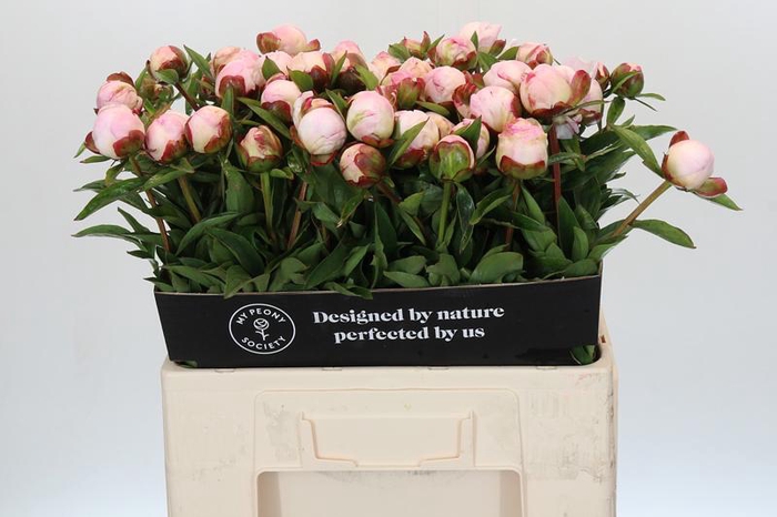 <h4>Paeonia Gardenia</h4>