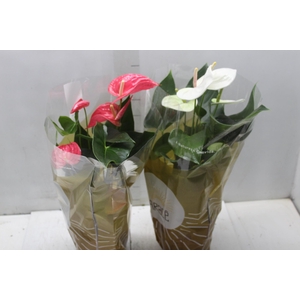 ANTHURIUM VARIADO P17