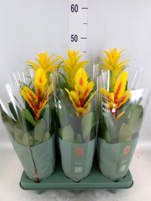 <h4>Bromelia   ...mix</h4>