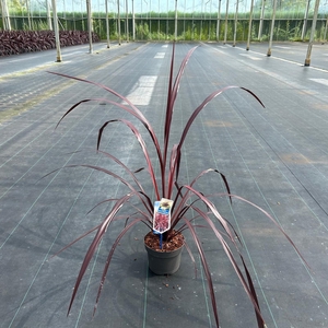 Cordyline