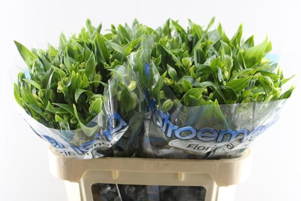 Alstr Fl Pinot (wit)