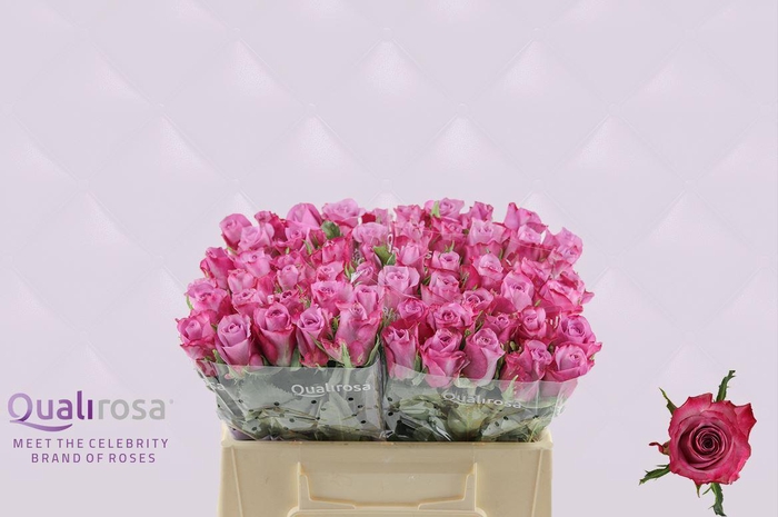 <h4>R Gr Deep Purple</h4>