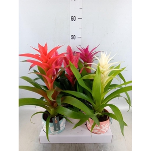 Bromelia   ...mix