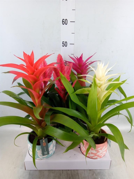 <h4>Bromelia   ...mix</h4>