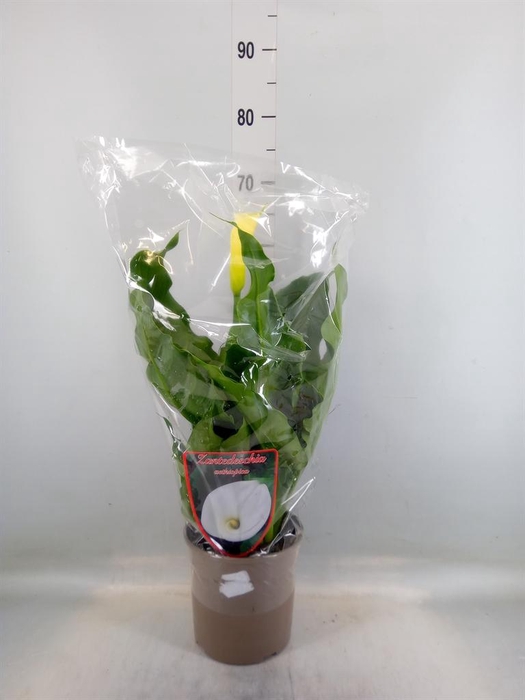 <h4>Zantedeschia aeth.</h4>