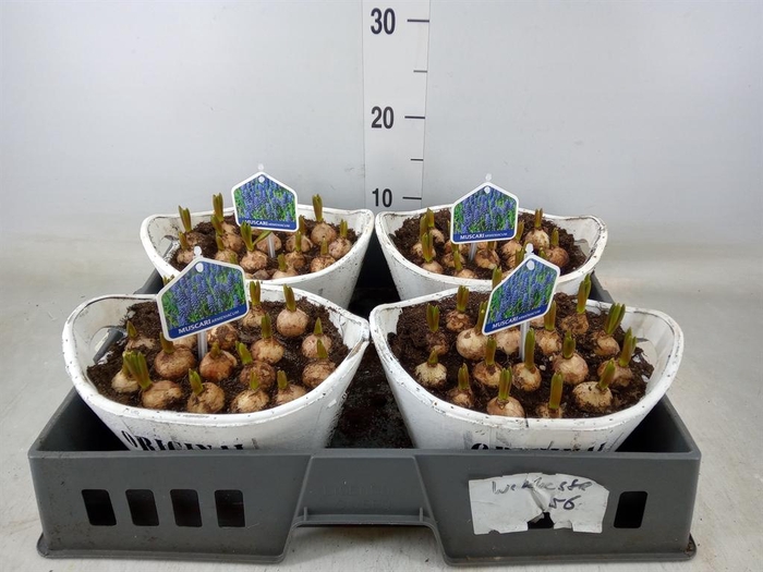 <h4>Arr.  Muscari L%</h4>