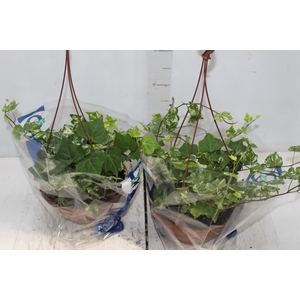 HEDERA VARIADO C21 PENDENTE