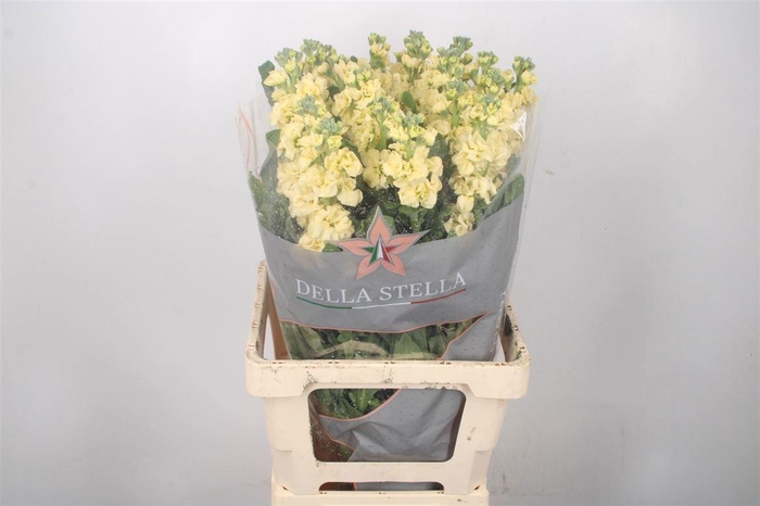 <h4>MATTH IRON YELLOW</h4>