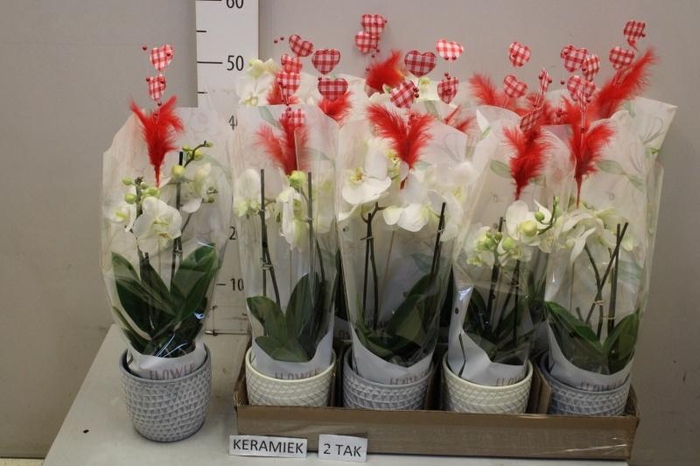 <h4>ARR PHAL MT</h4>