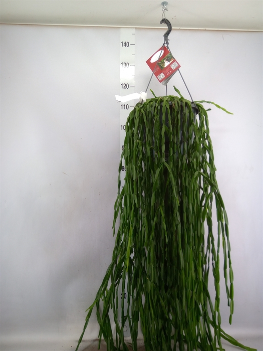 <h4>Rhipsalis paradoxa</h4>