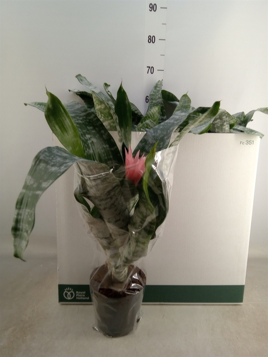 <h4>Aechmea fasciata 'Primera'</h4>