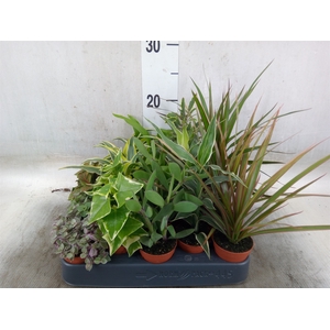 Planten  ..mix
