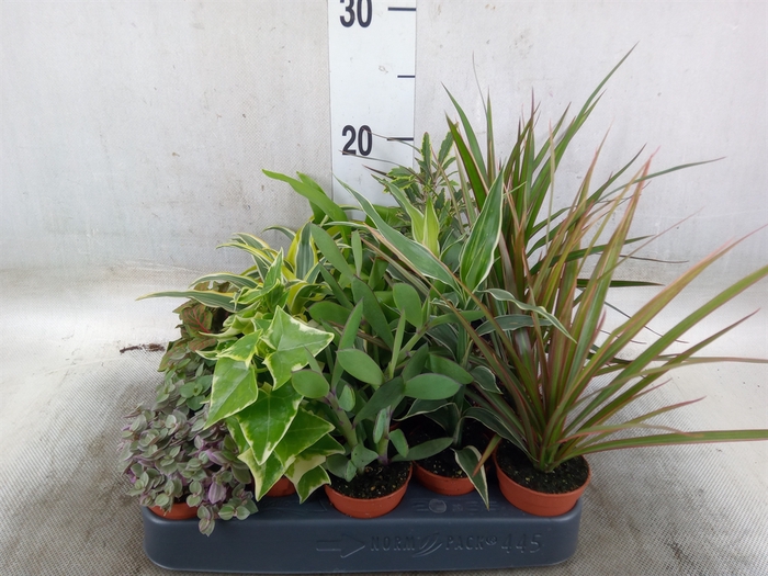<h4>Planten  ..mix</h4>