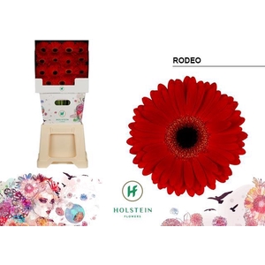 Gerbera diamond rodeo