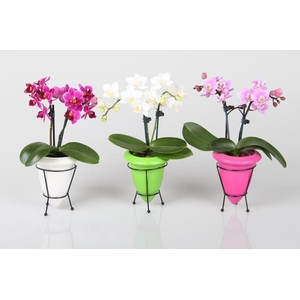 PHALAENOPSIS-HYBRID P6 6942