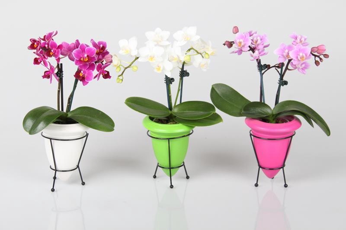 <h4>PHALAENOPSIS-HYBRID p6 2t</h4>