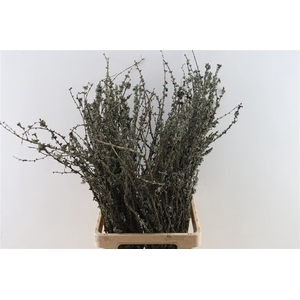 Larix Takken Fresh 75cm P Bunch