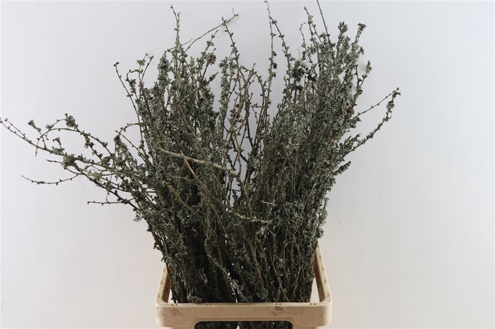 <h4>Larix Takken Fresh 75cm P Bunch</h4>