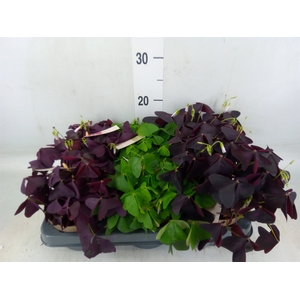 Oxalis   ...