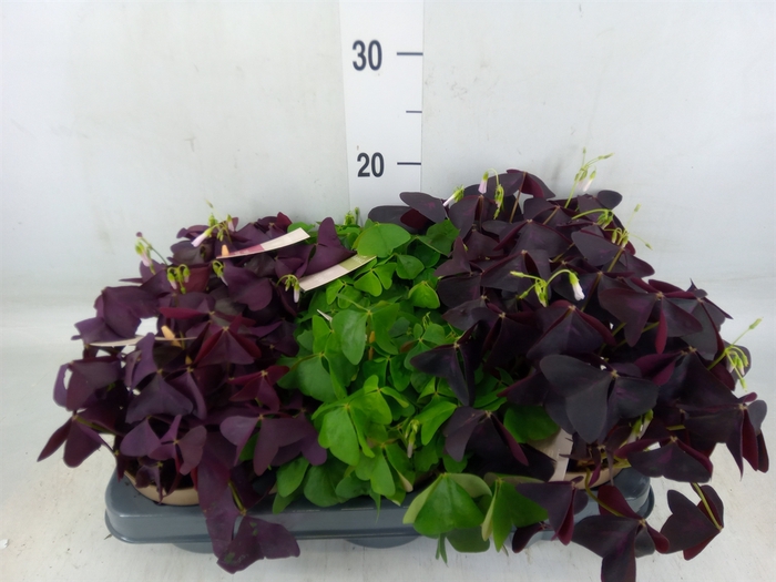 <h4>Oxalis   ...</h4>