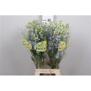 Delphinium EN 'Ballkleid'