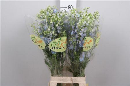 <h4>Delphinium EN 'Ballkleid'</h4>