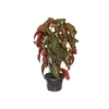 BEGONIA MARI P20