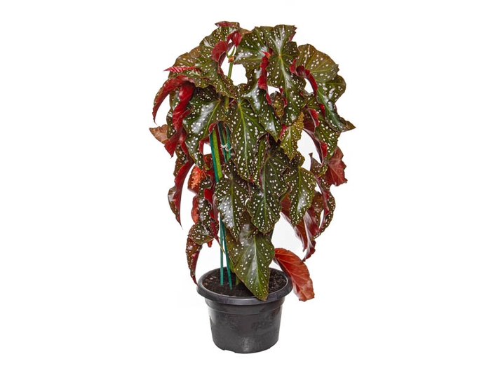 BEGONIA MARI P20