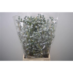 Euc Boule Per Bunch 300 Gram