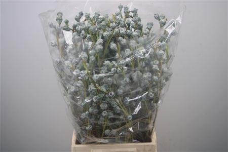 <h4>Euc Boule Per Bunch 300 Gram</h4>