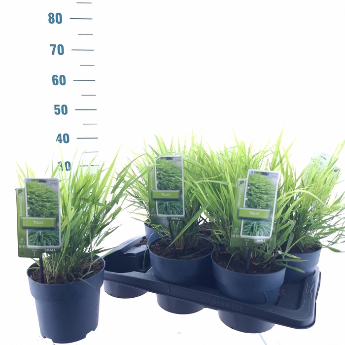 <h4>Hakonechloa macra</h4>