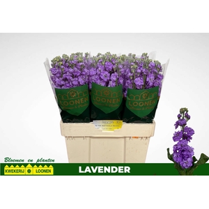 MATTH MILLA LAVENDER