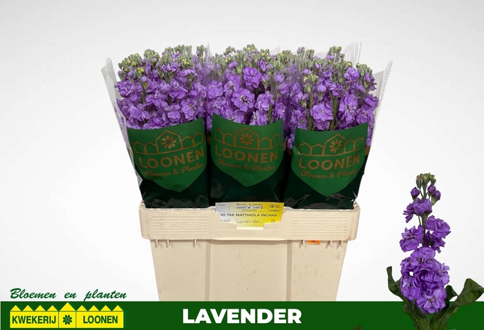 <h4>MATTH MILLA LAVENDER</h4>