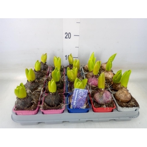 Hyacinthus orie.   ...mix 4