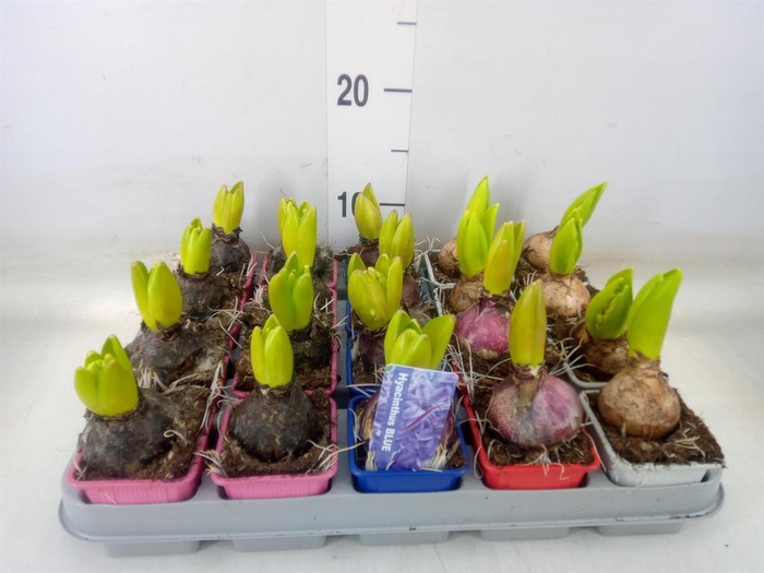 <h4>Hyacinthus orie.   ...mix 4</h4>