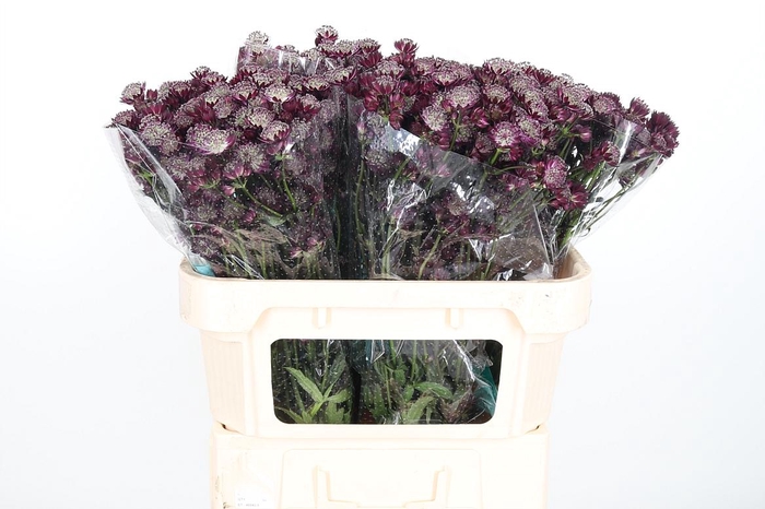 <h4>Astr Star Of Love</h4>