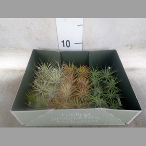 Tillandsia