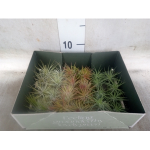 Tillandsia