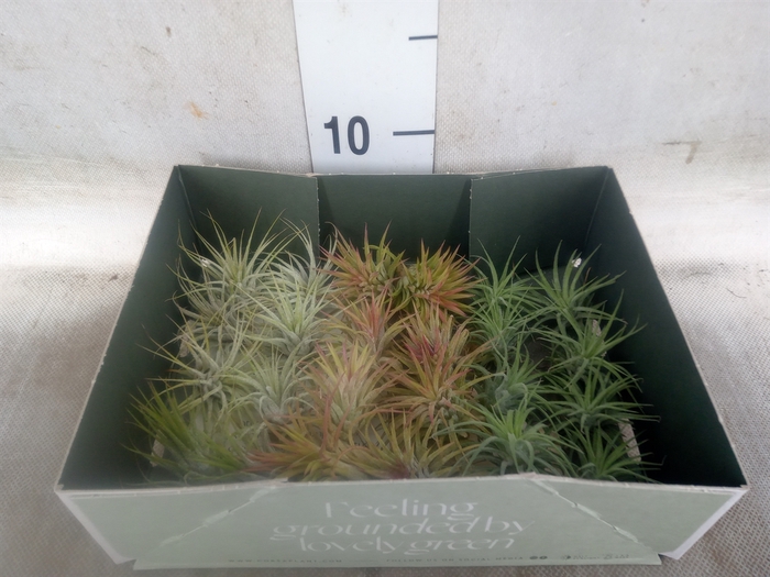 <h4>Tillandsia</h4>