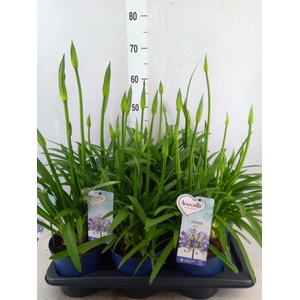 Agapanthus  'Amourette Superb'