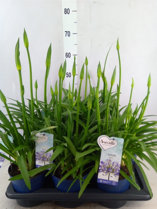 <h4>Agapanthus  'Amourette Superb'</h4>