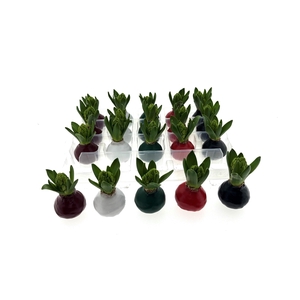 Wax Hyacint Herfstkleuren 'Basic mix'