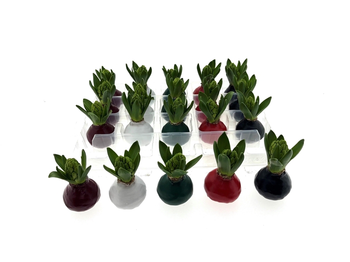 <h4>Wax Hyacint Herfstkleuren 'Basic mix'</h4>