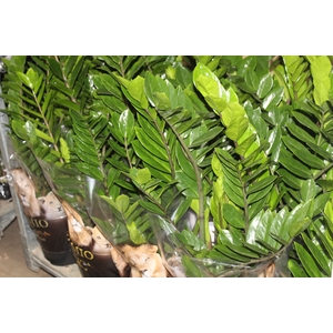 ZAMIOCULCAS P24