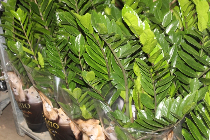 <h4>ZAMIOCULCAS P24</h4>