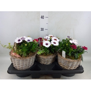 Arr.   Tuinplanten L%