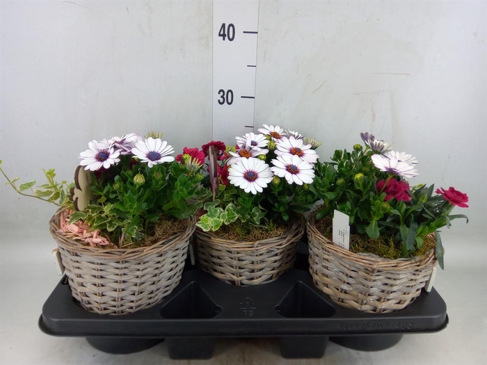 <h4>Arr.   Tuinplanten L%</h4>