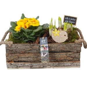 PTBM3914 Arrangement Flower Bulbs Mix in houten rechthoek pot