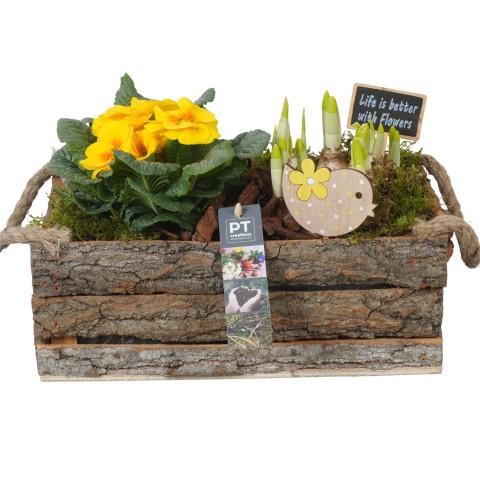 <h4>PTBM3914 Arrangement Flower Bulbs Mix in houten rechthoek pot</h4>