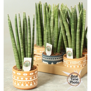 SANSEV CYLINDRICA OV